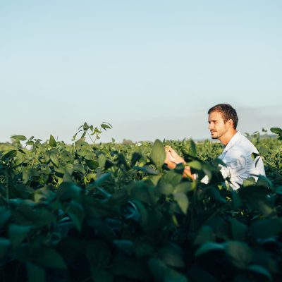 Yong handsome agronomist holds tablet touch pad computer in the corn field and examining crops before harvesting. Agribusiness concept. agricultural engineer standing in a corn field with a tablet in summer.